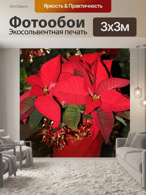 Фотообои Цветы пуансеттии в красном горшке