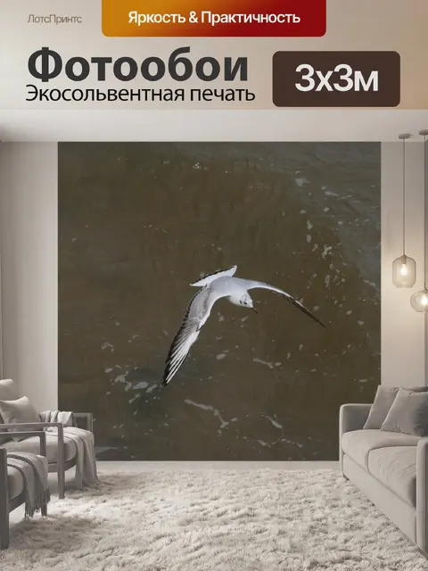 Фотообои Чайка