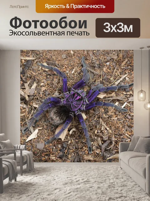 Фотообои Тарантул