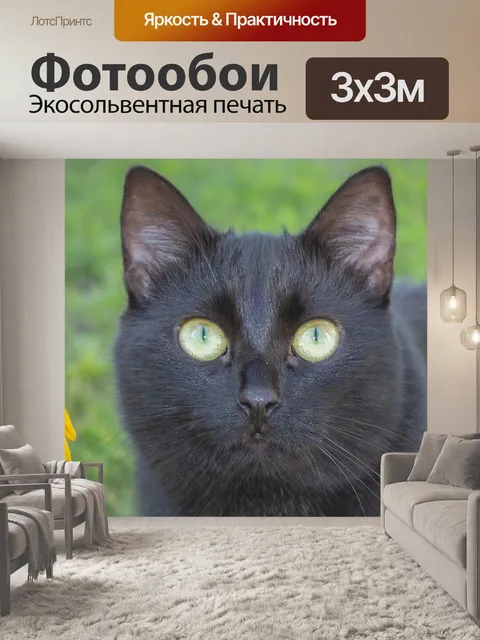Фотообои Кошка