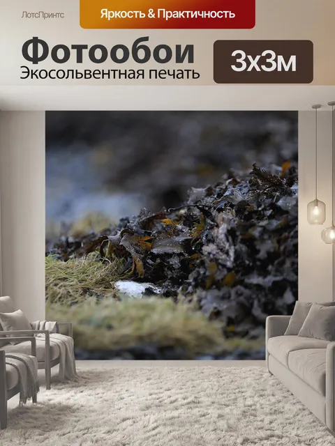 Фотообои Морские водоросли