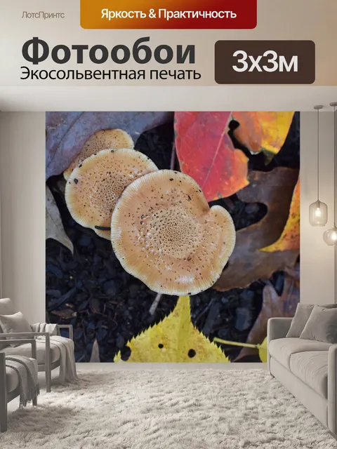 Фотообои Дождь-мокрая осень грибы