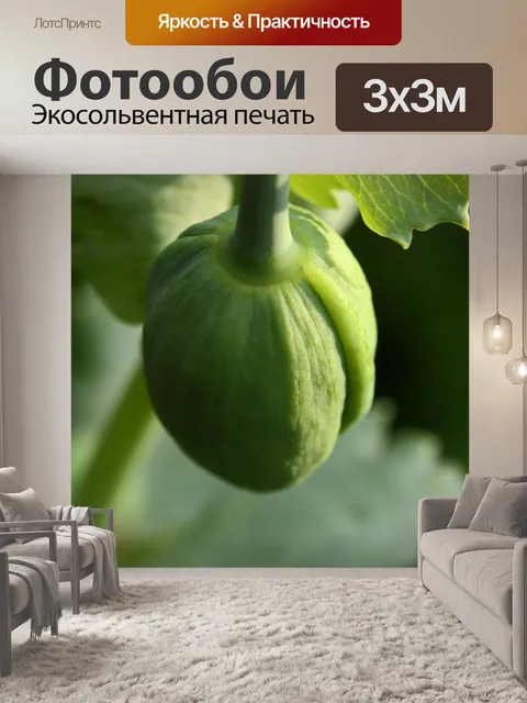 Фотообои закрытый бутон цветка мака
