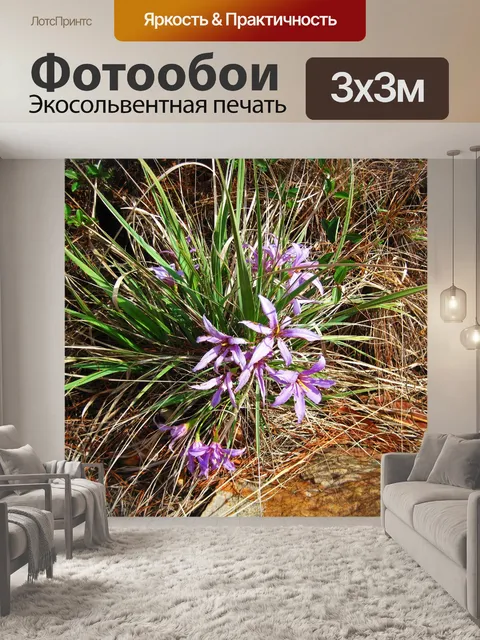 Фотообои фиолетовые цветы на черной лилии