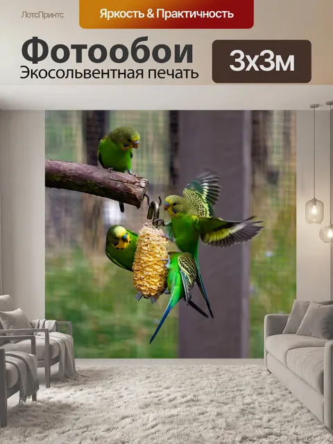 Фотообои Дикий волнистый попугайчик