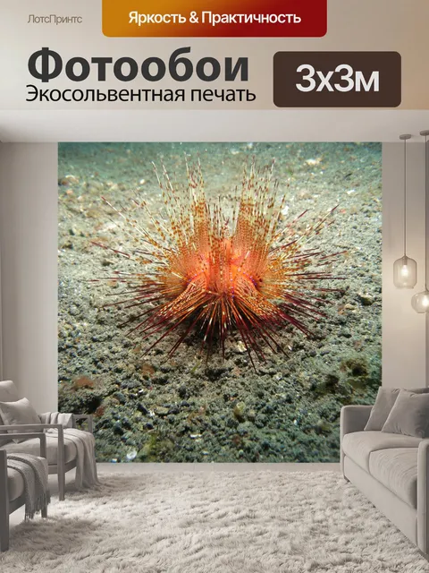 Фотообои Еж