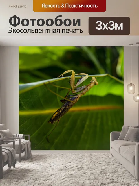 Фотообои Богомол