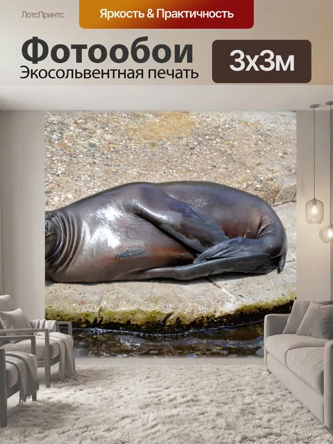 Фотообои Морские Львы 17 (серия 22)