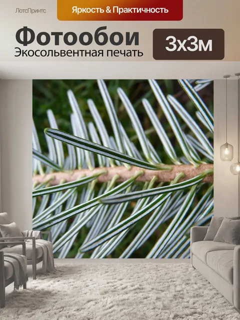 Фотообои Еловая ветка