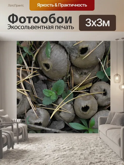 Фотообои Грибы