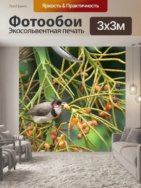 Фотообои Бюльбюль