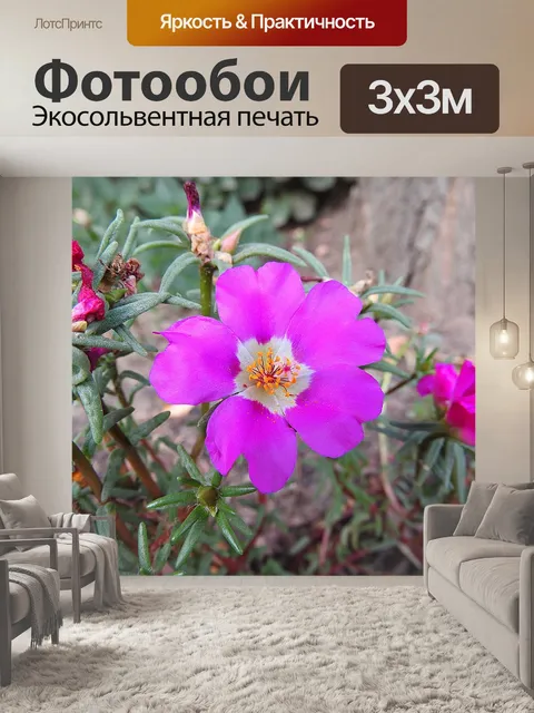 Фотообои Соцветия портулака