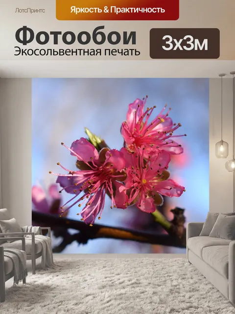 Фотообои Персиковый цвет