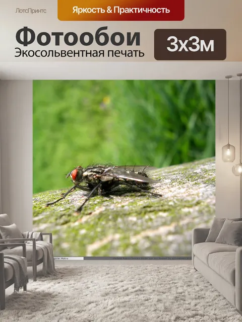 Фотообои Муха загорает