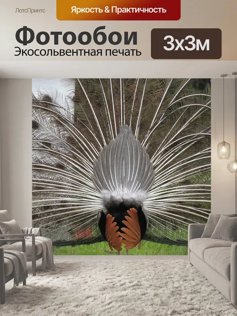 Фотообои Павлин