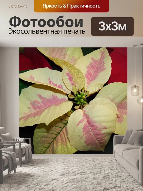 Фотообои Цветок деда мороза