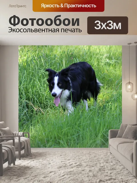 Фотообои Бордер-колли