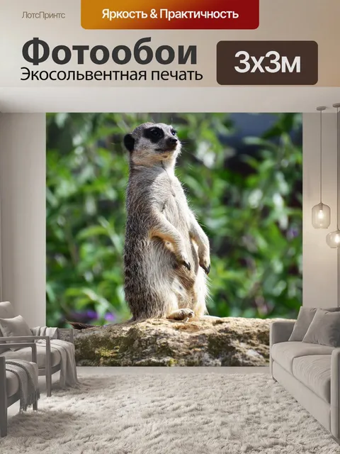 Фотообои Сурикат