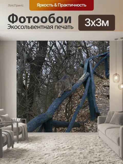Фотообои Кошка