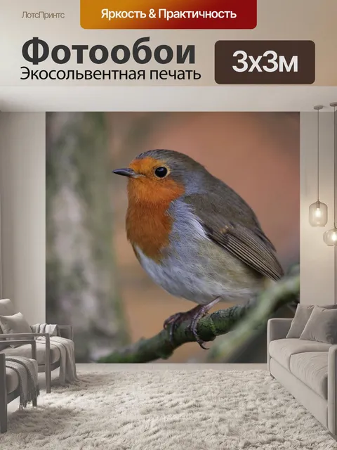 Фотообои Робин