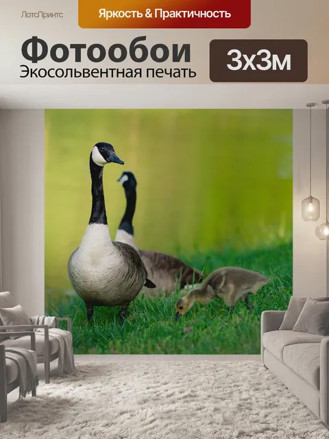 Фотообои Утка