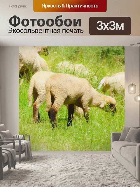 Фотообои Овец