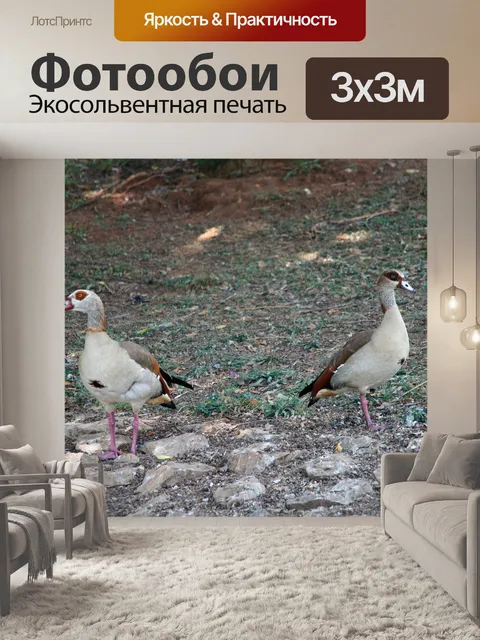 Фотообои Египетские гуси на суше