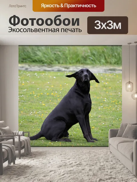 Фотообои Смешные Черная собака