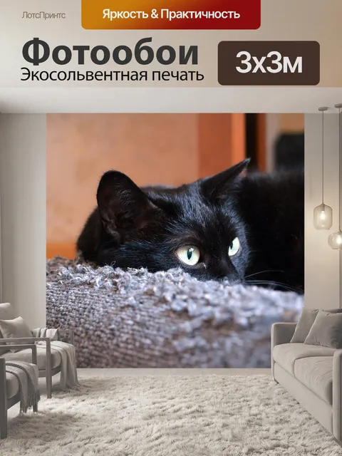 Фотообои Черный кот