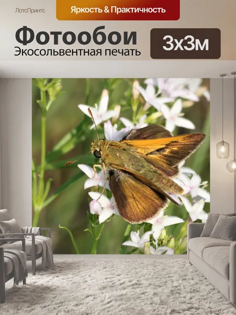 Фотообои Делавэр шкипер бабочка вид сверху