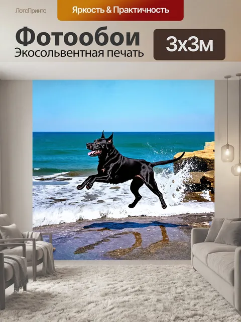Фотообои черный лабрадор-ретривер весело скачет по гранитным скалам у моря, его шерсть сверкает на солнце