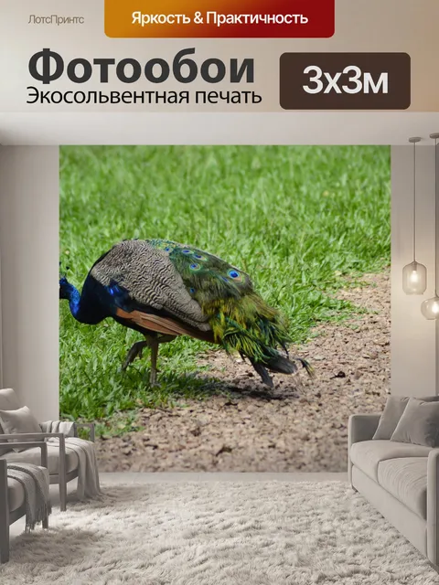 Фотообои Blue Peacock