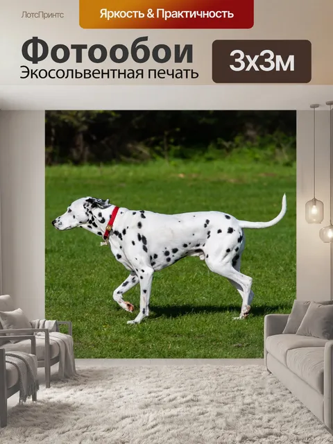 Фотообои Далматин собака