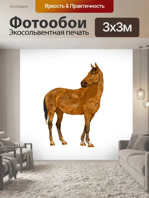 Фотообои Лошадь