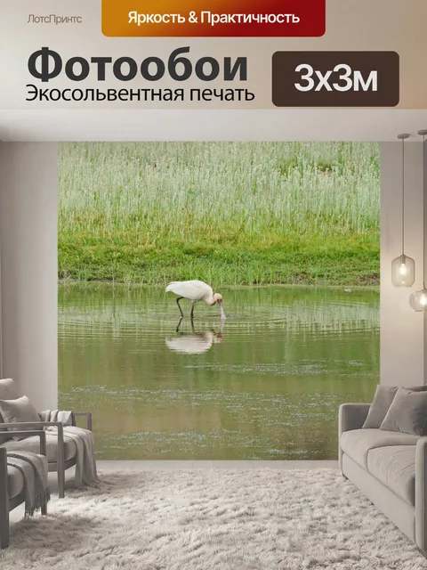 Фотообои Белая африканская колпица в воде