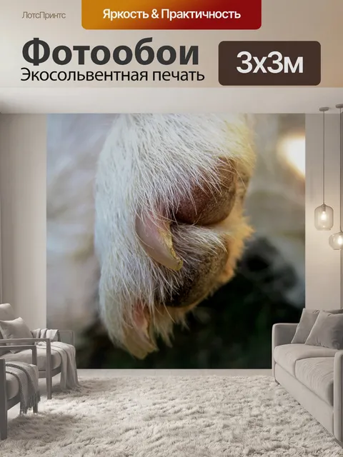 Фотообои Paw и ногти Джек Рассел