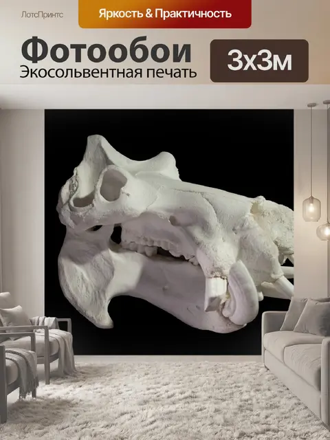 Фотообои Бегемот черепа