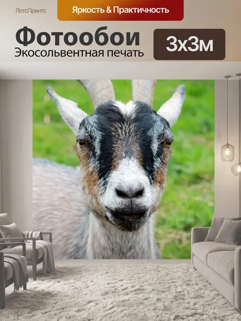 Фотообои Животное