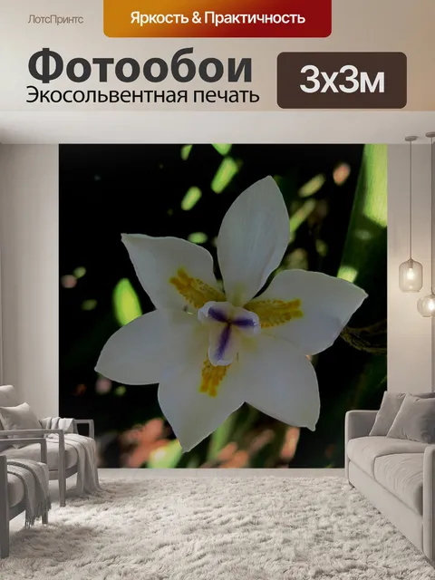 Фотообои маленькая белая лилия