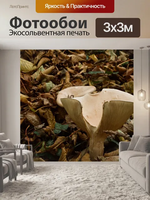 Фотообои Гриб