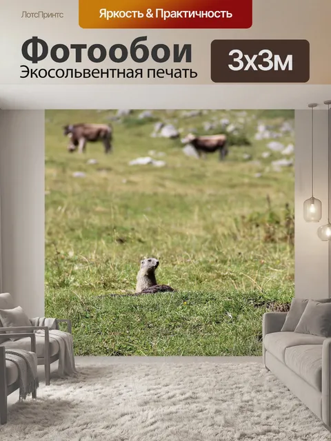 Фотообои Альпийский сурок