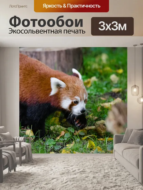 Фотообои Красная панда