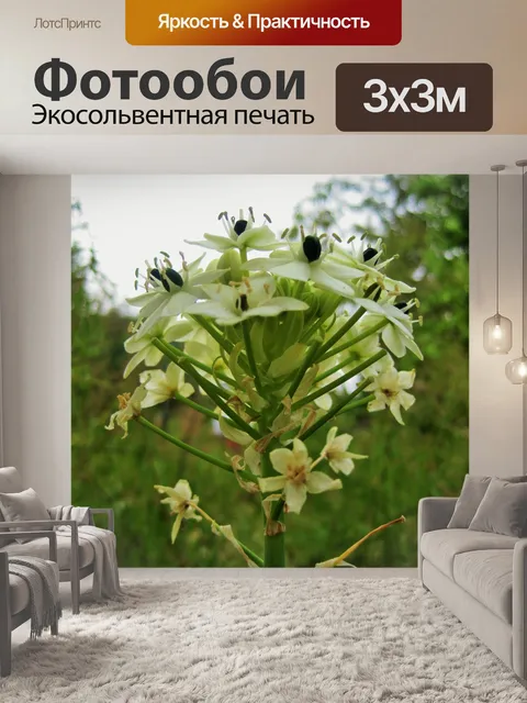 Фотообои белый orinthigalum aribica