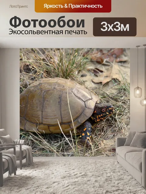 Фотообои Трехручная коробка с черепахой