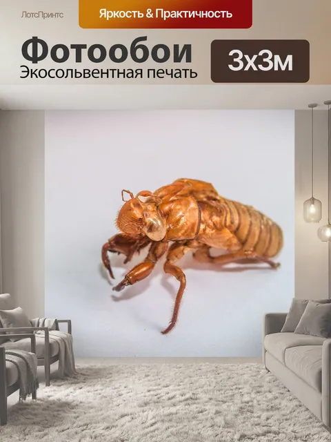 Фотообои коричневая цикада