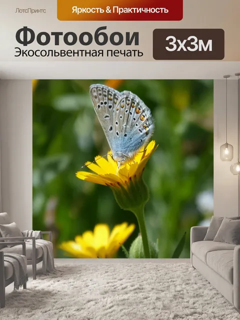 Фотообои Polyommatus icarus