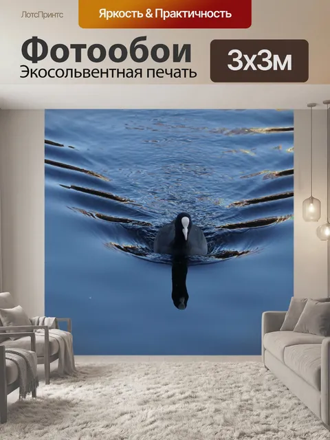 Фотообои Лысуха