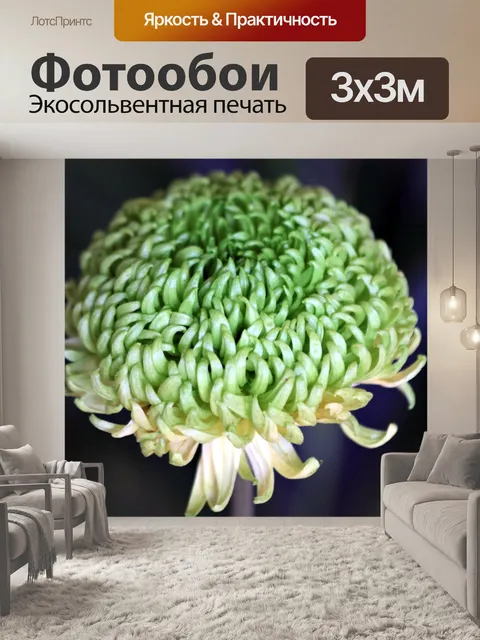 Фотообои Зеленый цветок хризантемы крупным планом