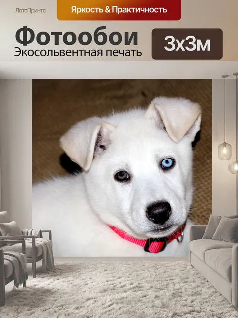Фотообои Синий и коричневый глазами щенка 3