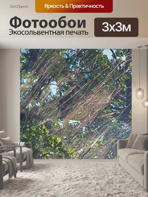Фотообои паутина, блестящая на солнце